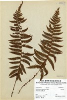 藏品(尖葉耳蕨)的圖片